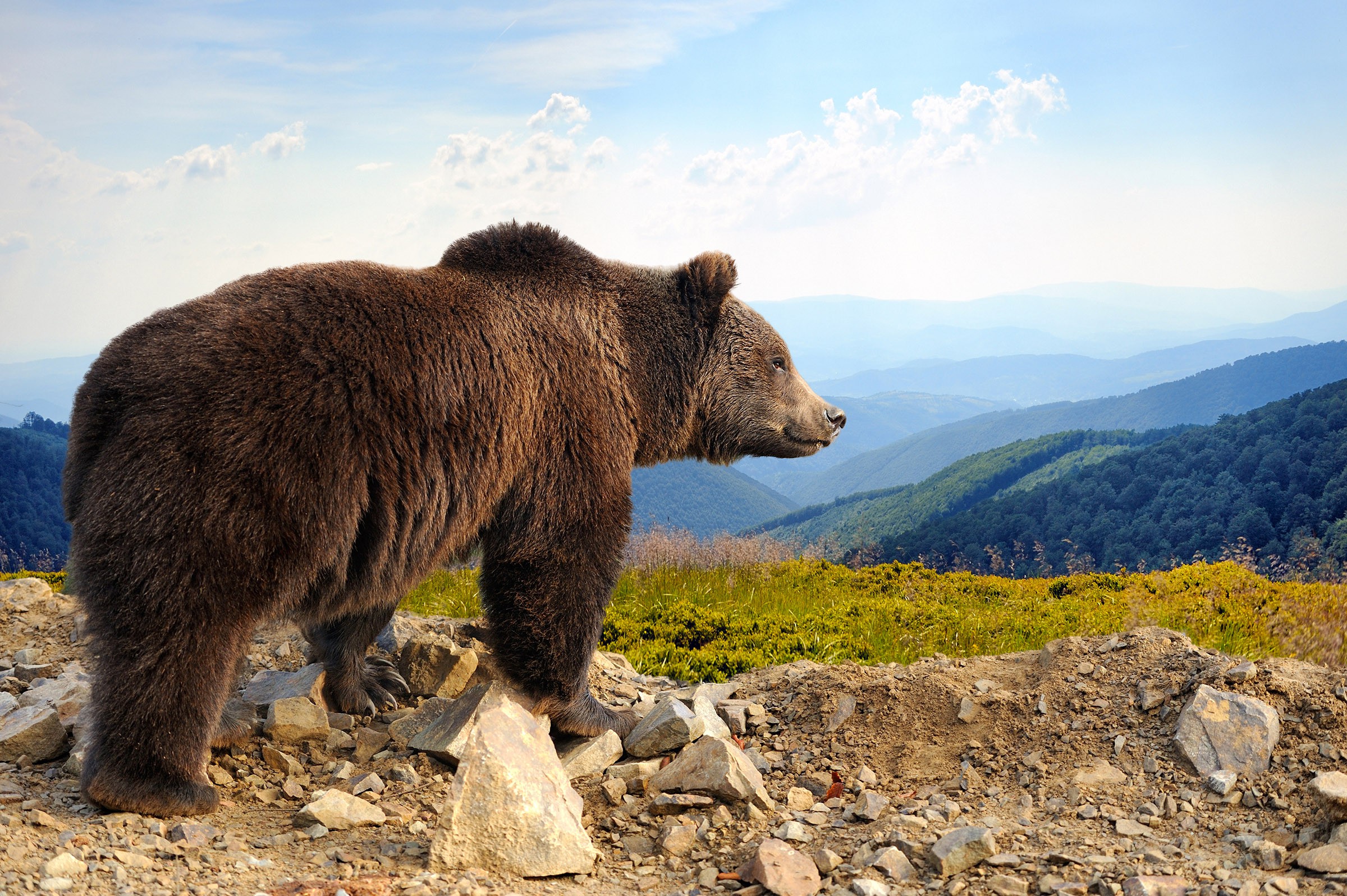 Big bear. Бурый медведь Испания. Апеннинский бурый медведь. Аляскинский бурый медведь. Испанский бурый медведь.